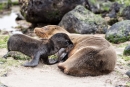 Durst - Galápagos-Seelöwenbaby (Zalophus wollebaeki)