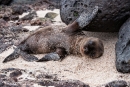 Hi - Galápagos-Seelöwenbaby (Zalophus wollebaeki)