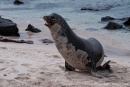 Dem gehört der ganze Strand bzw. der Harem hier - Galápagos-Seelöwe (Zalophus wollebaeki)