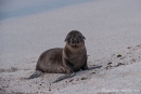 Keiner spielt mit mir - Galápagos-Seelöwenbaby (Zalophus wollebaeki)