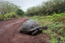 Seltene Begegnung mitten auf der Straße - eine Galápagos-Riesenschildkröte (Chelonoidis nigra) hat natürlich Vorfahrt