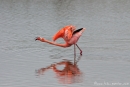 Rosaflamingo (Phoenicopterus roseus)