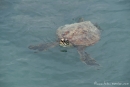 Grüne Meeresschildkröte (Chelonia mydas) auch Suppenschildkröte