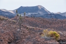 Ein paar Kakteen und ansonsten nur Mondlandschaft - Lavafelder und Vulkankegel des 