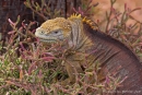 Galapagos-Landleguan oder Drusenkopf (Conolophus)