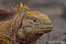 Kritischer Blick - Galapagos-Landleguan oder Drusenkopf (Conolophus)