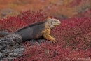 Galapagos-Landleguan in roten Sesuvien