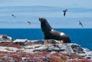 Galápagos-Seelöwe (Zalophus wollebaeki) auf Aussichtsposten