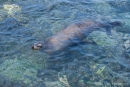 Galápagos-Seelöwe (Zalophus wollebaeki)