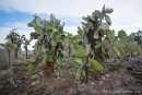 Baumopuntien (Opuntia echiops)