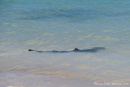 Weißspitzenriffhai am Strand der Insel Santa Fe