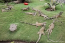 Unzählige Grüne Leguane leben im kleinen Park vor der Kathedrale und werden dort gefüttert und bewacht - Guayaquil