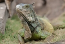 Grüner Leguan(Iguana iguana)