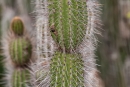 Galapagos-Säulenkaktus (Jasminocereus thouarsii)
