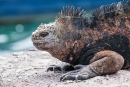 Sehen aus wie urtümliche Wesen  - Meerechse  (Amblyrhynchus cristatus) oder Marine-Iguana