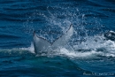 Fluke eines Buckelwals (Megaptera novaeangliae), Humpback Whale