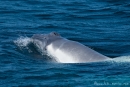 Junger Buckelwal (Megaptera novaeangliae), Humpback Whale