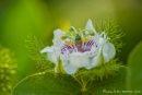 Galapagos-Passionsblume (Passiflora foetida galapagensis)