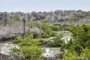 Riesenopuntien und Palo Santo-Bäume prägen das Bild an diesen Lagunen