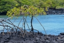 Mangrove mit ihren langen Stelzenwurzeln