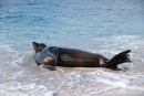 Galápagos-Seelöwe (Zalophus wollebaeki) genießt ein Bad