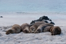 Schlafmützen - Galápagos-Seelöwen (Zalophus wollebaeki)