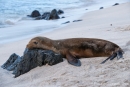 Galápagos-Seelöwe (Zalophus wollebaeki)