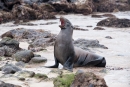 Gähn, schon wieder solche nervigen Touris - Galápagos-Seelöwe (Zalophus wollebaeki)