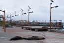 Galápagos-Seelöwen (Zalophus wollebaeki) mitten auf der Promenade von San Cristobal