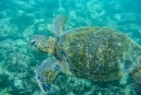 Suppenschildkröte (Chelonia mydas)  auch Grüne Meeresschildkröte