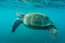 Grüne Galapagos Meeresschildkröte (Chelonia mydas agassizi)