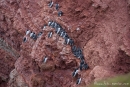 Lummenbank am Lummenfelsen - Trottellummen auf der Insel Helgoland