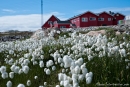 Wollgras in Ilulissat