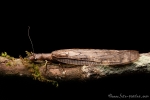 Schlammfliege (Corydalinae), Dobsonfly