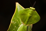 Gottesanbeterin (Choeradodis sp), Praying Mantis