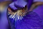 Schwertlilien (Iris pallida)