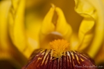 Schwertlilien (Iris germanica)