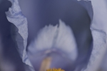 Schwertlilien (Iris pallida)