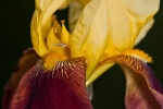 Schwertlilien (Iris germanica)