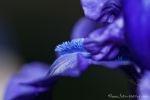 Schwertlilien (Iris)