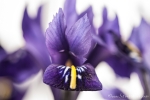 Netzblatt-Schwertlilie (Iris reticiulata)