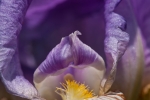 Schwertlilien (Iris)