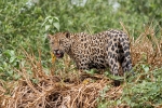 Pantanal