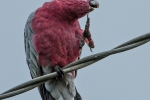 Rosakakadu (Eolophus roseicapilla)