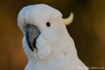 Portrait eines Gelbhaubenkakadu (Cacatua galerita)