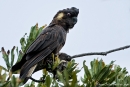 Gelbohr-Rabenkakadu (Calyptorhynchus funereus)