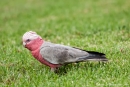 Rosakakadu (Eolophus roseicapilla)