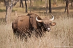 Gaur - Indischer Bison (Bos gaurus)