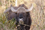 Gaur - Indischer Bison (Bos gaurus)