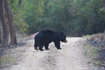 Lippenbär (Melursus ursinus), Sloth Bear